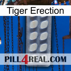 Tiger Erection 08